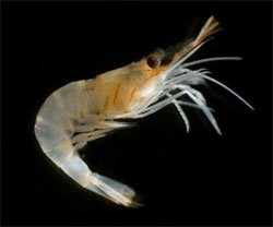 Who are you calling shrimp?