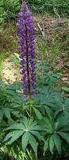 Stock still...Tall and useless....Lupin!